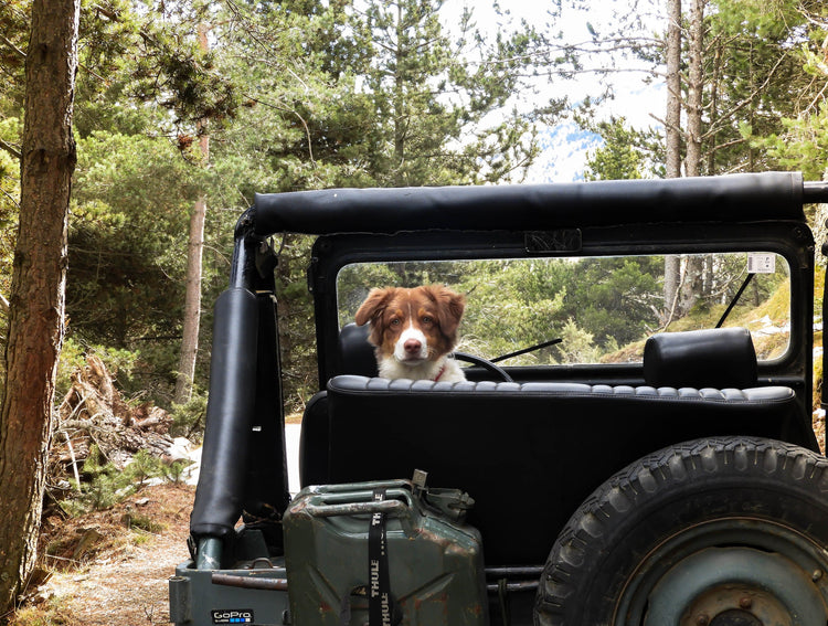 Dog in back seat of jeep looking rear, forested dirt road ahead.